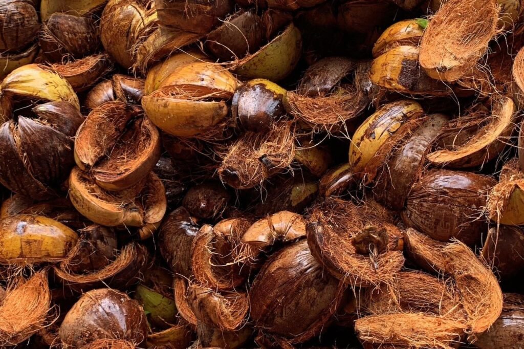 Cocopeat and The Importance of Using Cocopeat Globally