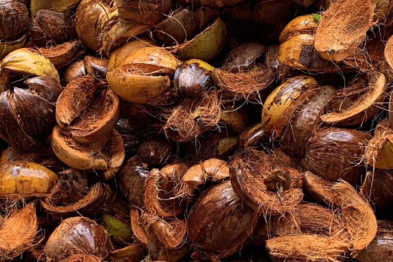 Home Cocopeat and The Importance of Using Cocopeat Globally