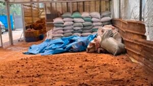 Mengenal Media Tanam Cocopeat Dalam Ekonomi Biru – Hijau