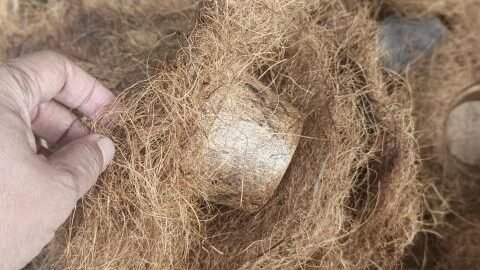From Coconut Waste to New Opportunities 1784948650124