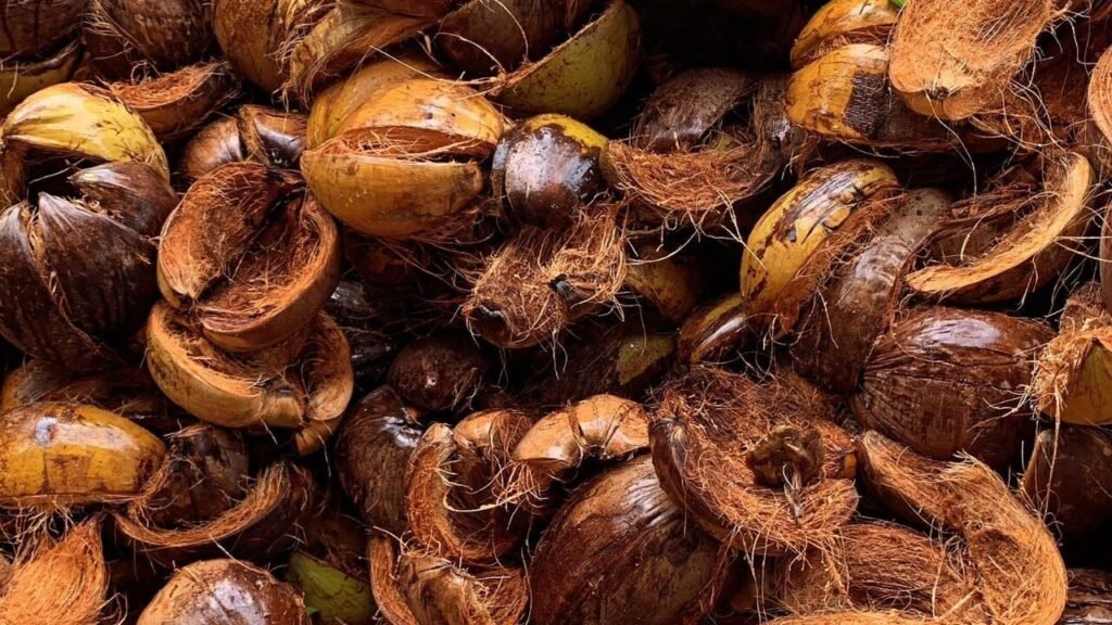 Cocopeat and The Global Importance Cocopeat and The Importance of Using Cocopeat Globally
