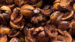 Cocopeat and The Global Importance
